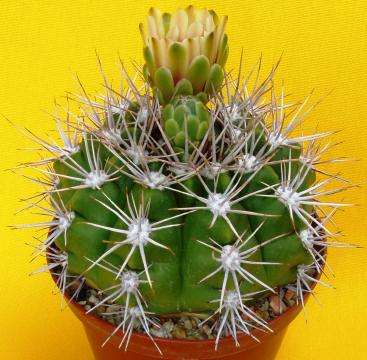 gymnocalycium calachlorum03