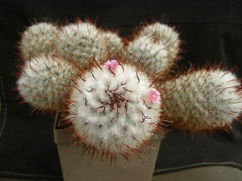 mammillaria bombycina,monströse dornen01