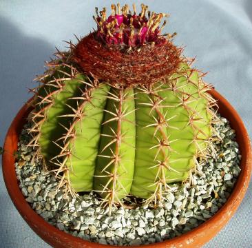 melocactus disciformis