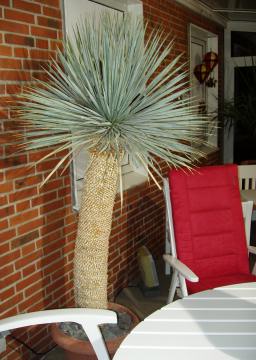 my yucca rostrata