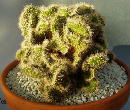 opuntia subulata cristata01