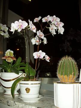 orchideen 2009 1