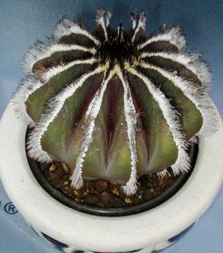 uebelmannia pectinifera02